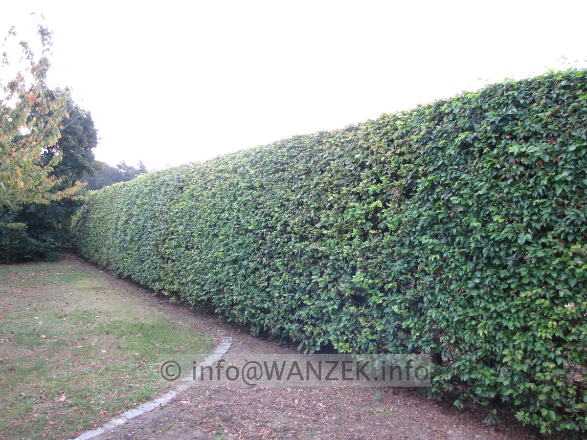 Fagus sylvatica - Hecke dicht 3m hoch.JPG